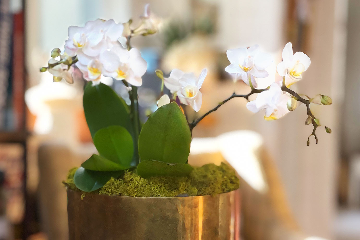 Plant-based decor from David