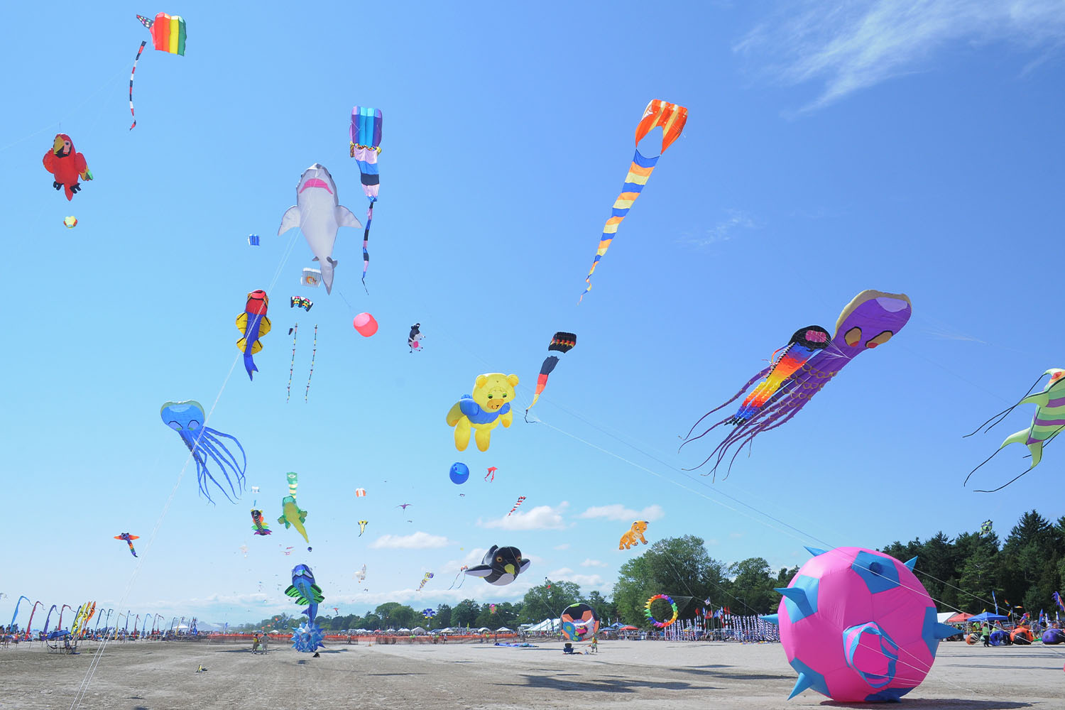 Kites in the air