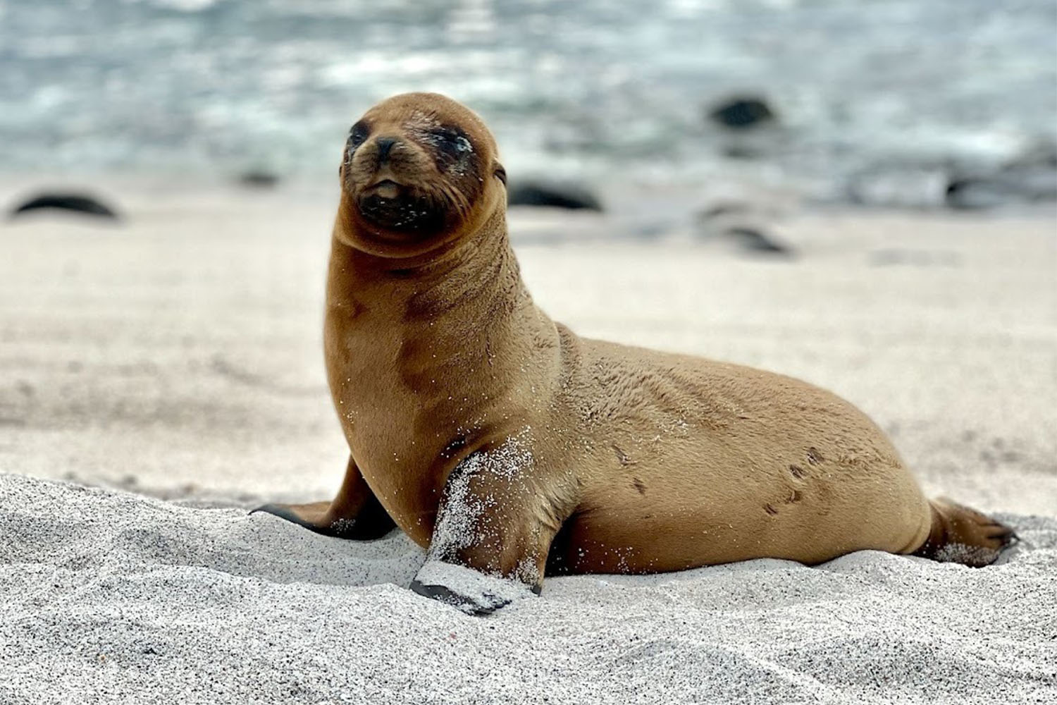 a sea lion