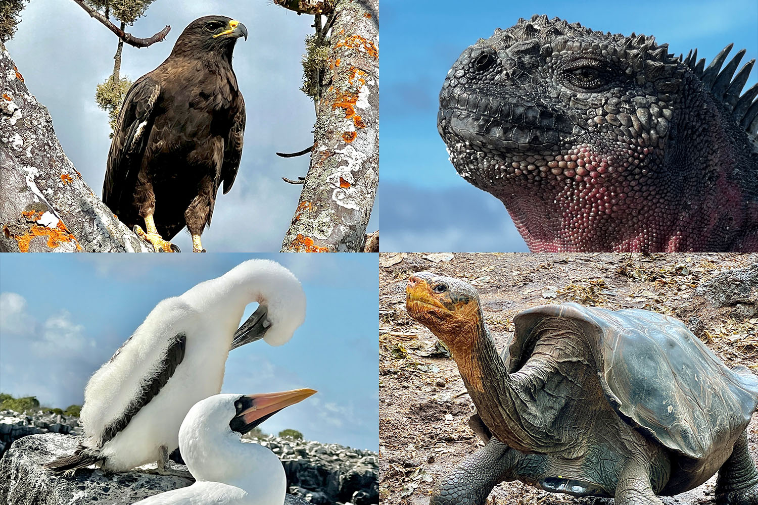 collage of animals of the galapgaos