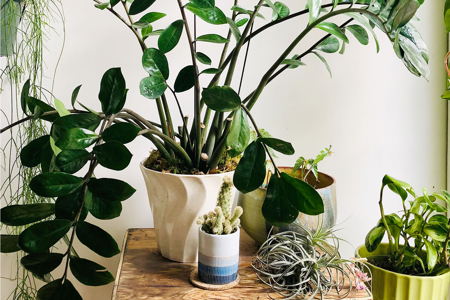 ZZ plant on a shelf