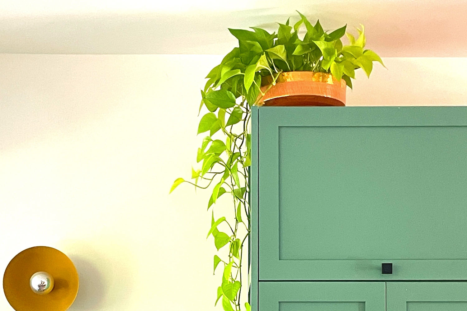 a neon pothos on a shelf