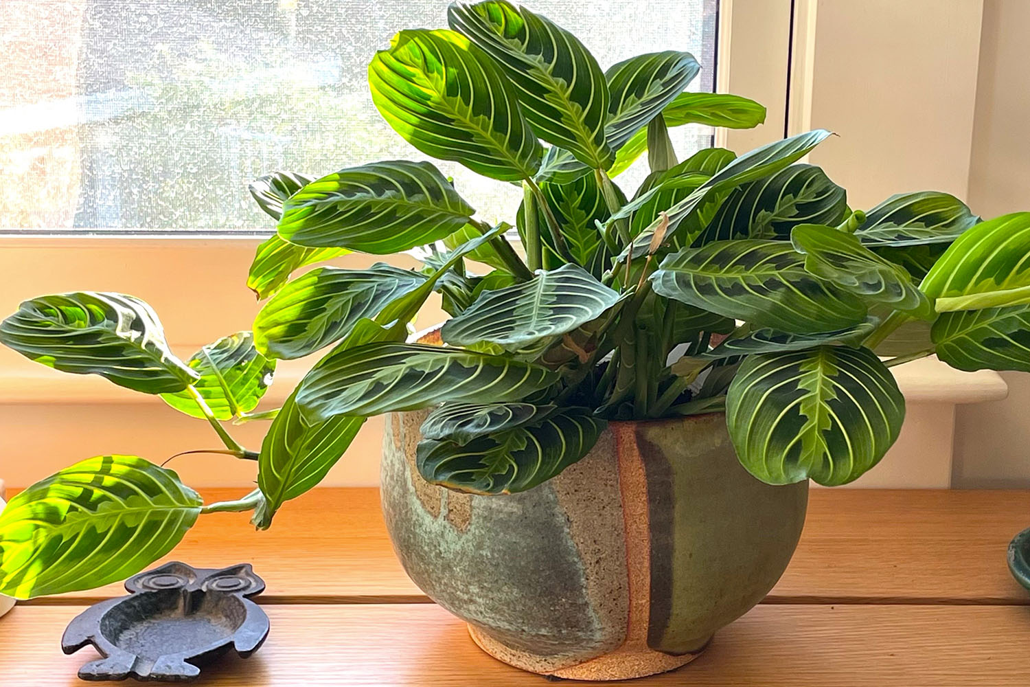 a maranta in a pot on a shelf