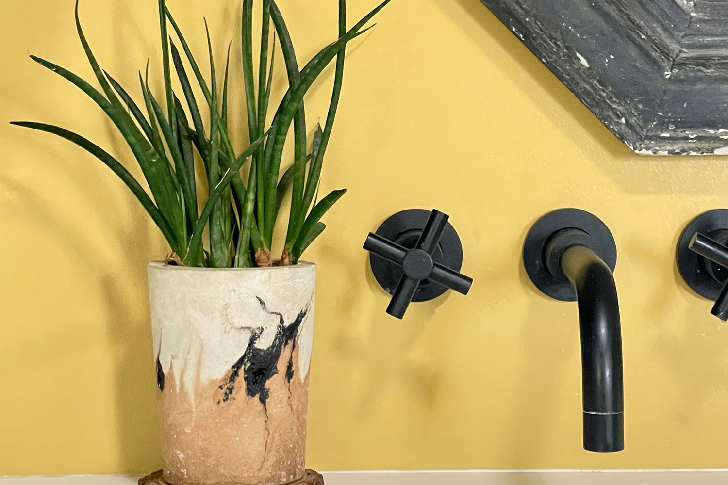 a fernwood snake plant on a shelf