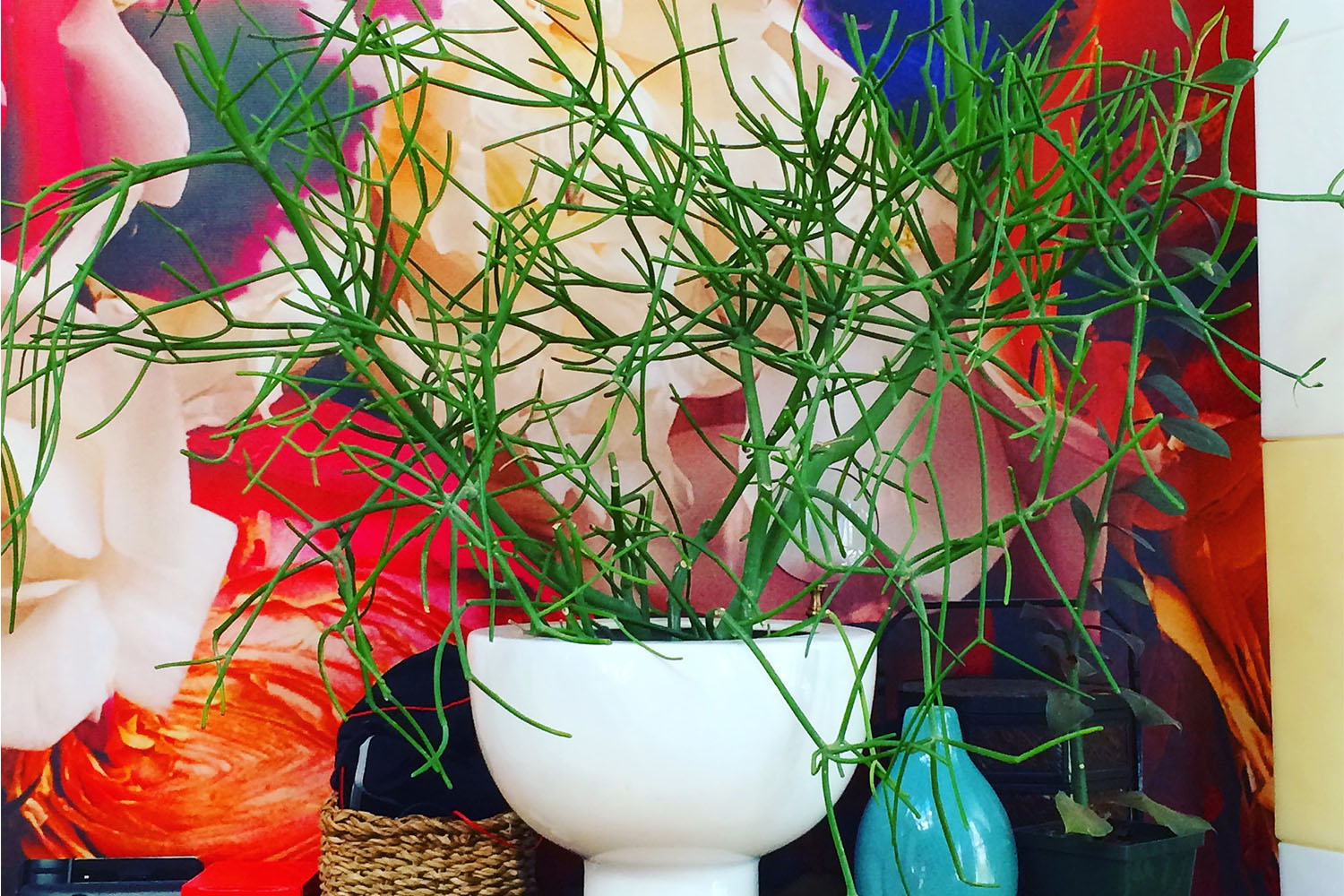 a pencil cactus on a shelf