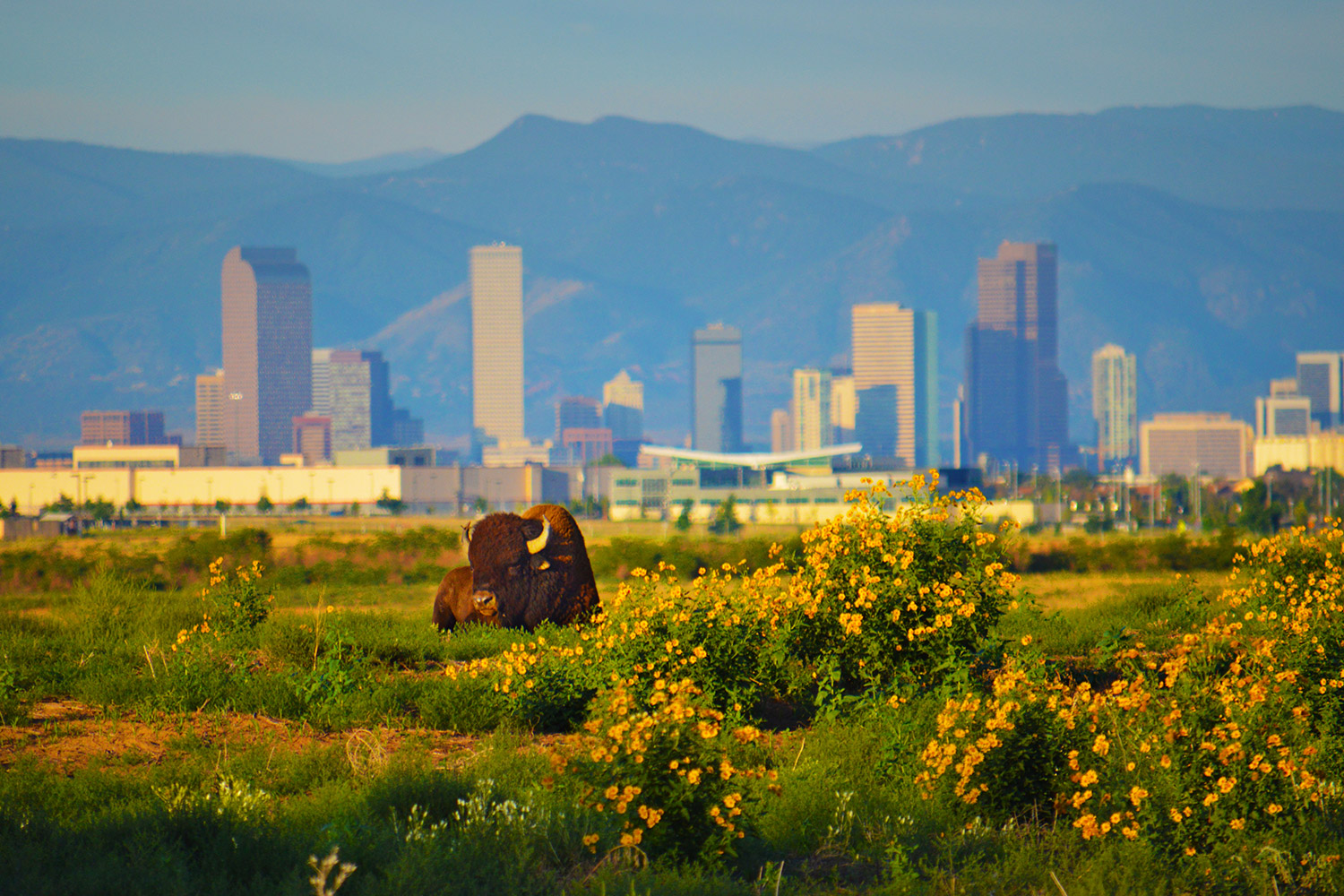 Bison in flower field showing the Denver, Colorado skyline