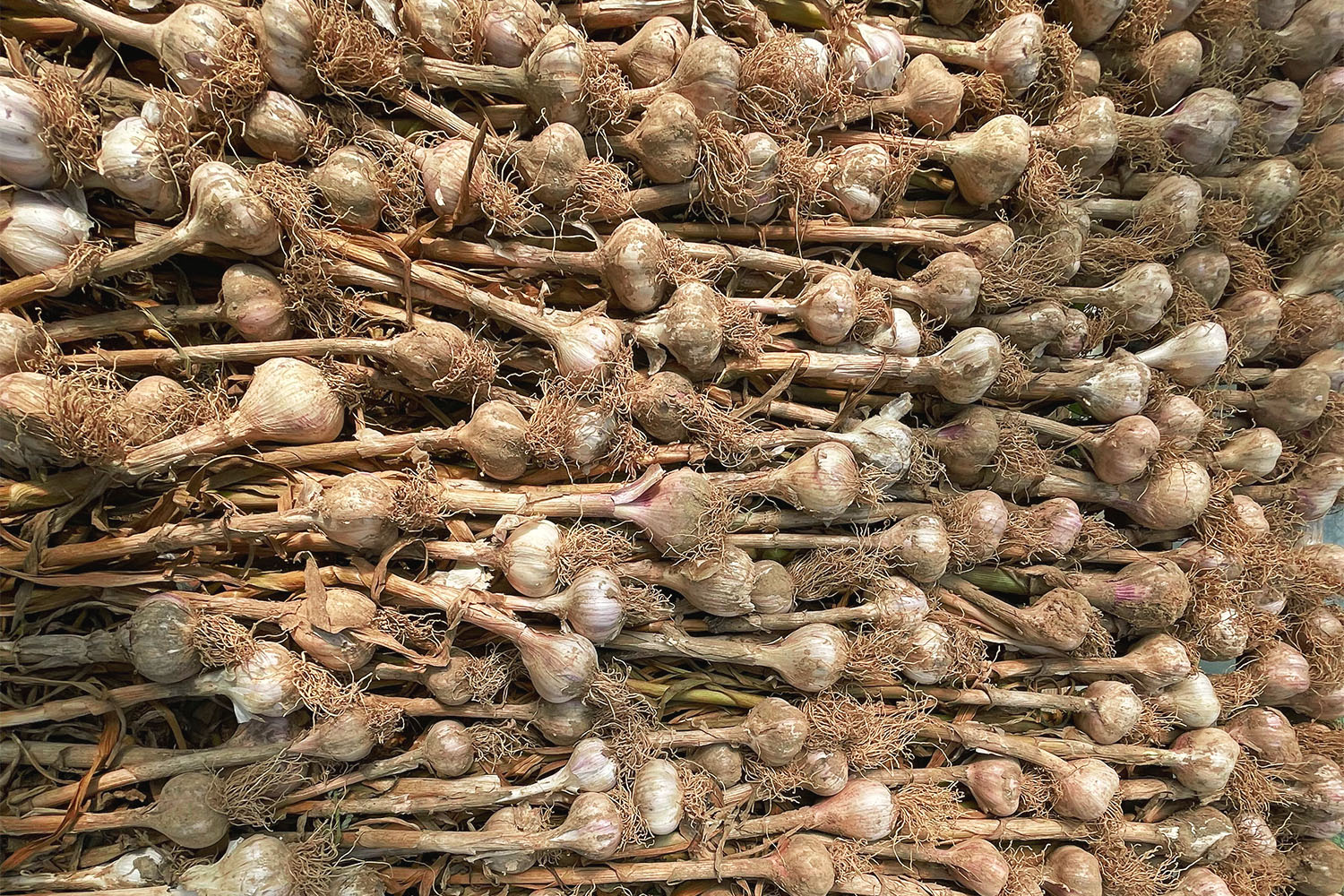 Piles of garlic 