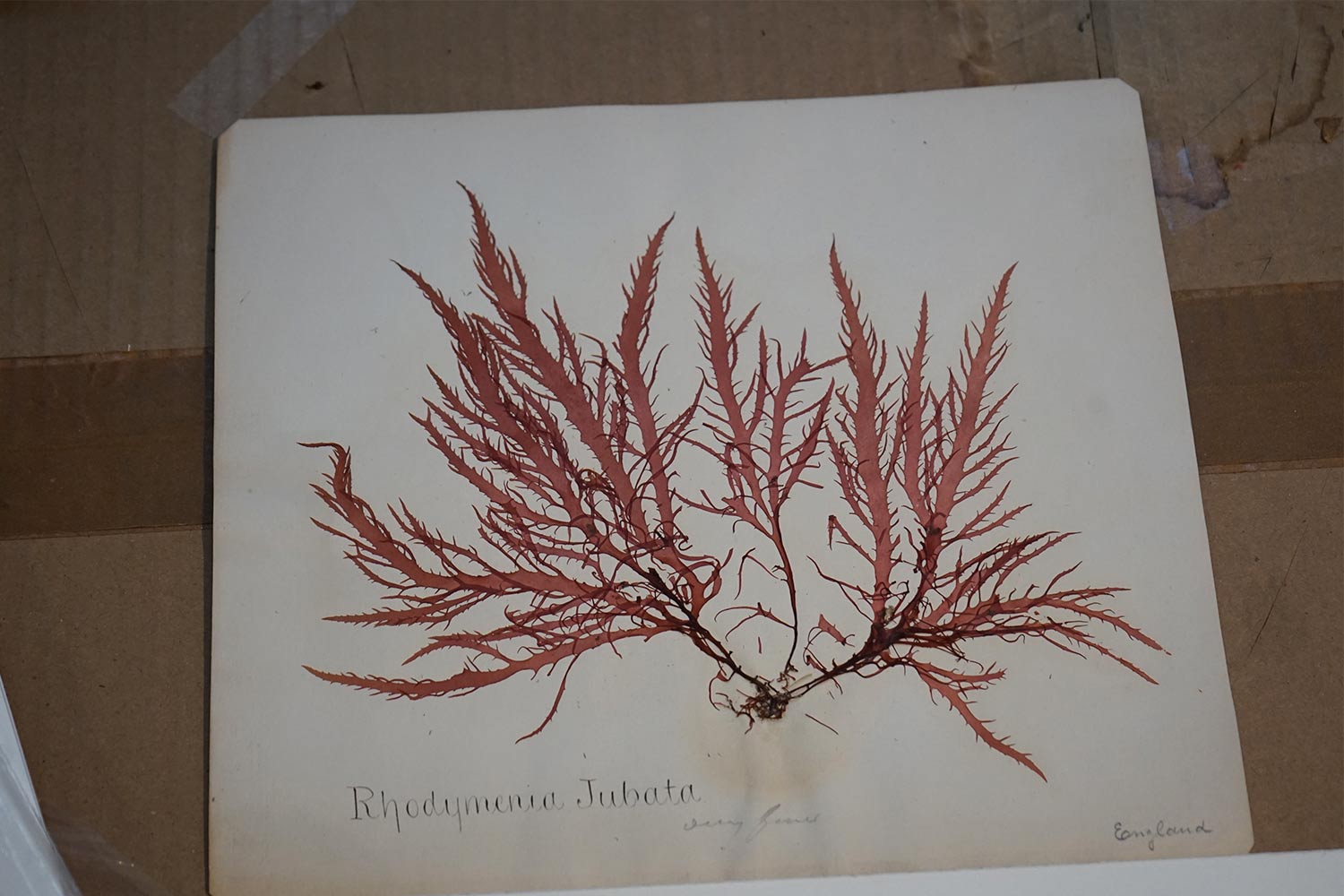 Photograph of a algae species dried sample over a painting