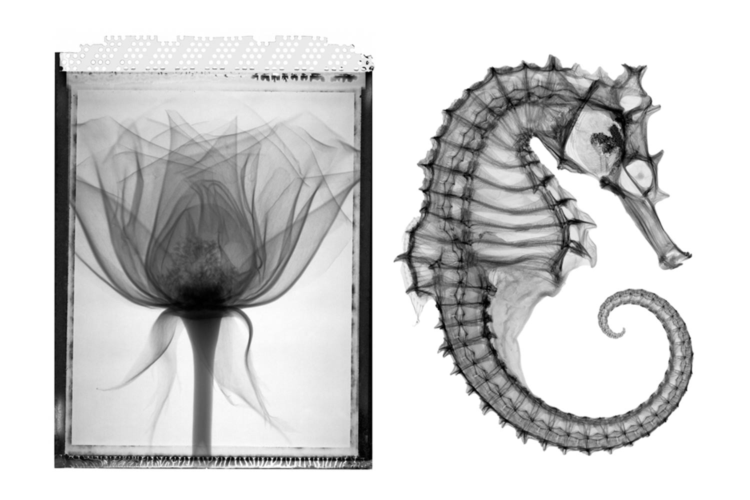 B&W x-ray photograph of a flower and a seahorse