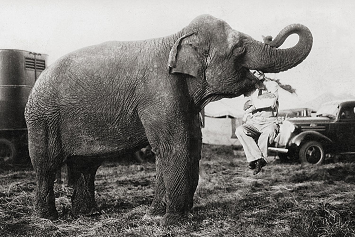 B&W photograph of circus elephant holding a man gently in his mouth by his head