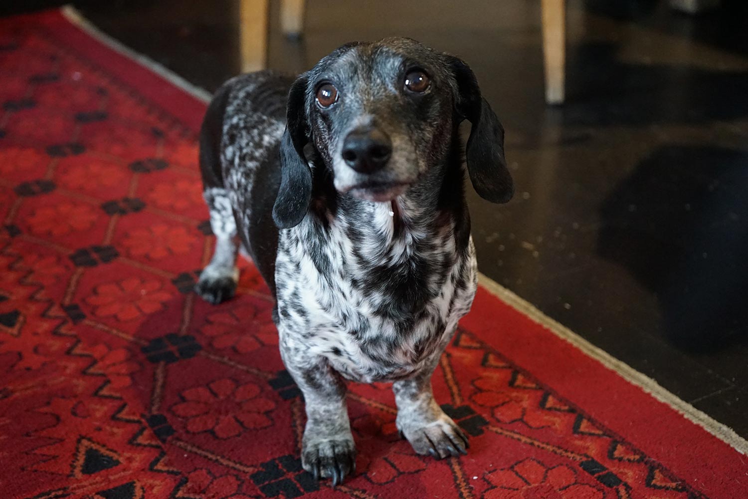 Close-up of a 15-year-old oreo speckled dachshund