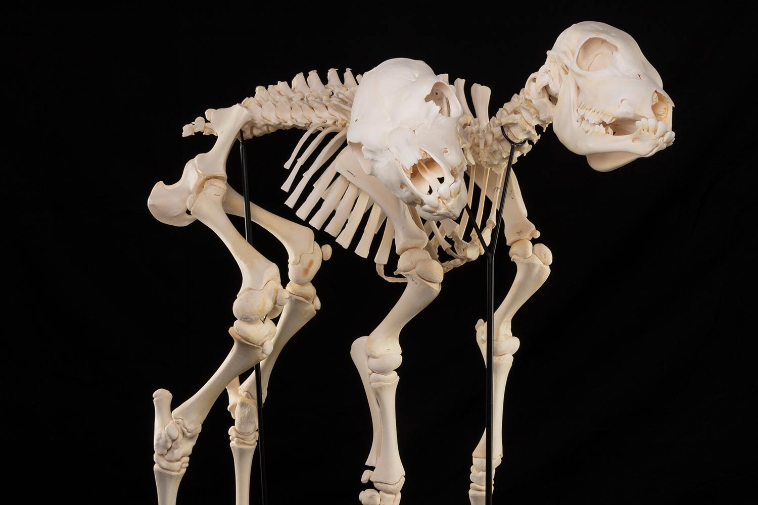Skeleton of calf with two heads with black background